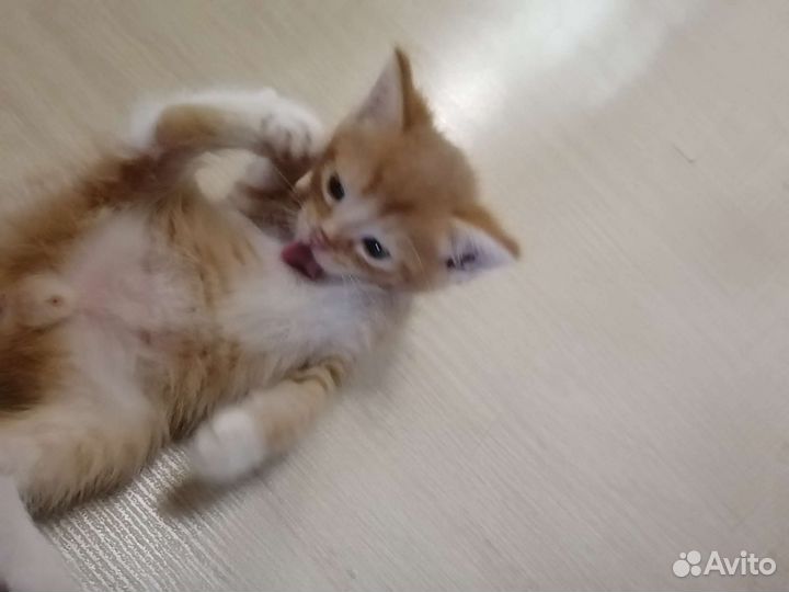 Котенок коксик