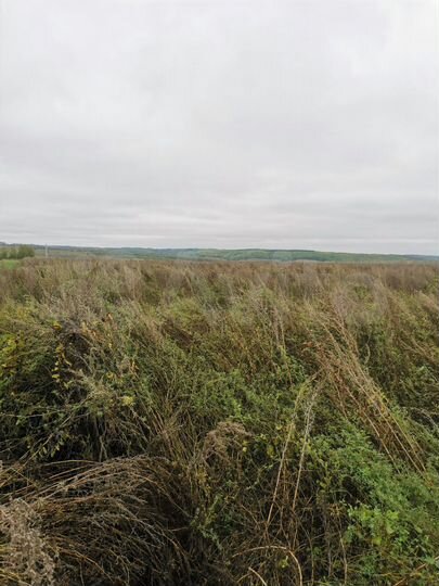 Участок 13,5 сот. (ИЖС)