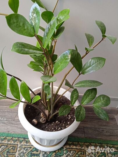 Земиокулькас