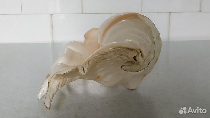 Большая морская старинная раковина