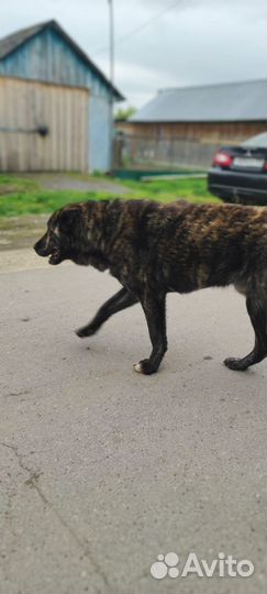 Собака Алабай