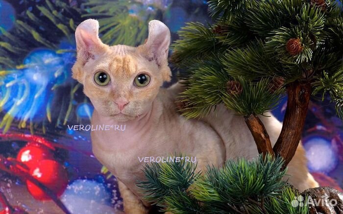 Эльф племенной кот красный