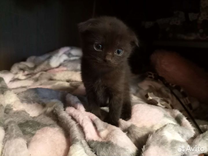 Котята