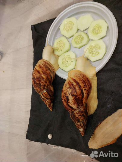 Улитки ахатины ретикулята альбино