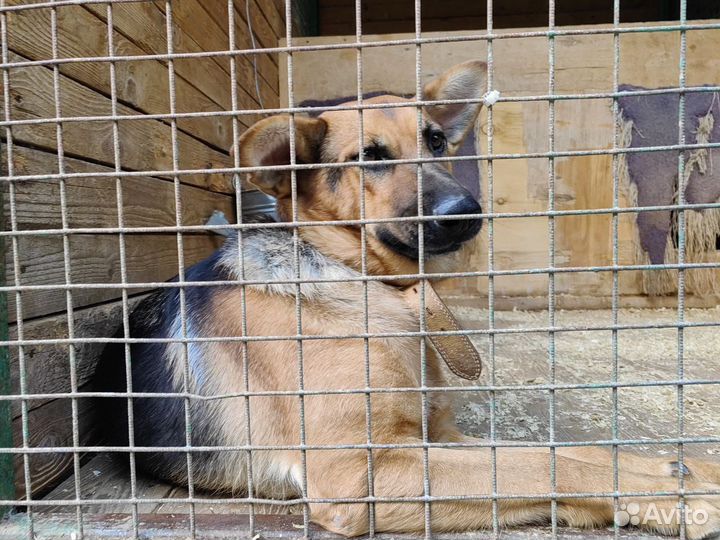 Дружелюбная спокойная рыжая собака из приюта в дар