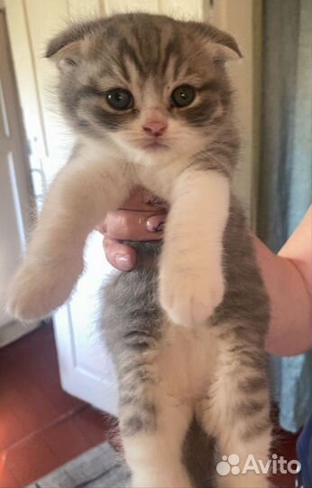 Два котенка, мальчик и девочка