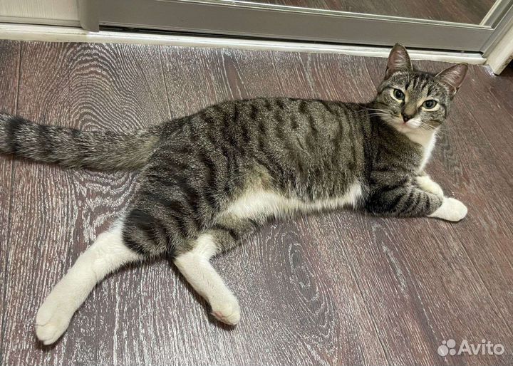 Котик камышовый