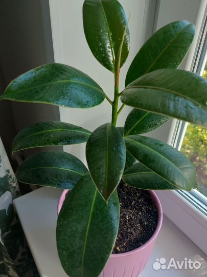 Фикус каучуконосный