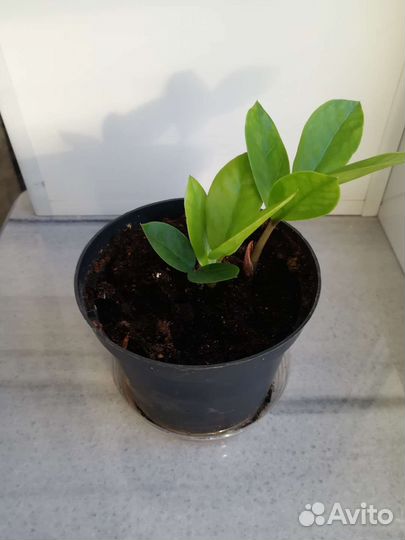 Замиокулькас