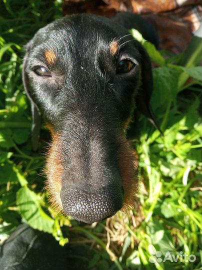 Такса кролик для вязки