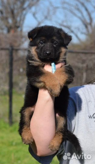 Щенки 7 недель