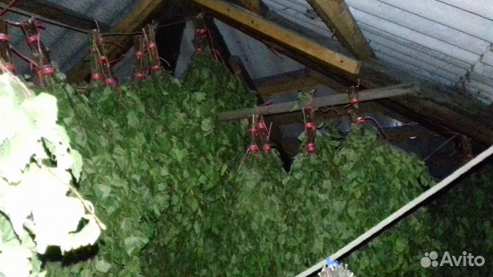 Березовые веники для бани