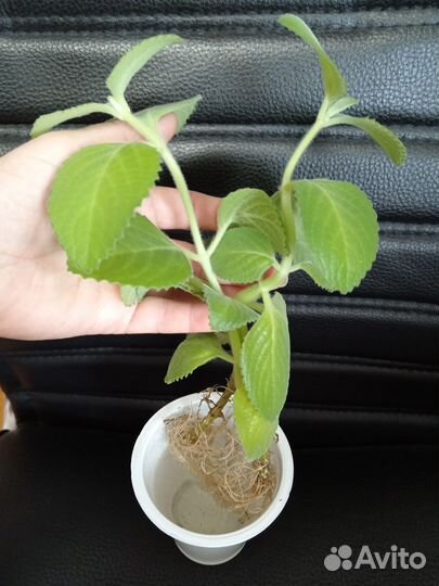 Мята комнатная