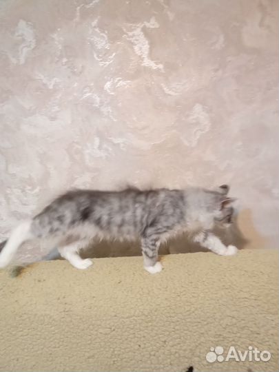 Котята мейн-кун
