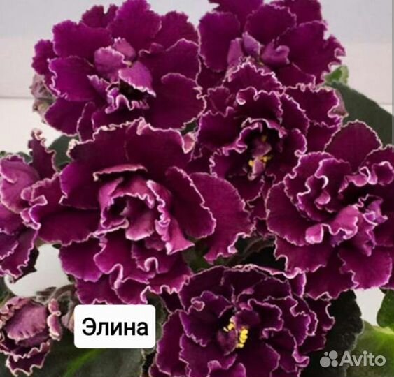 Детки сортовых фиалок