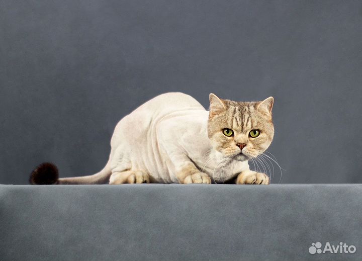 Зоосалон как прибыльный бизнес