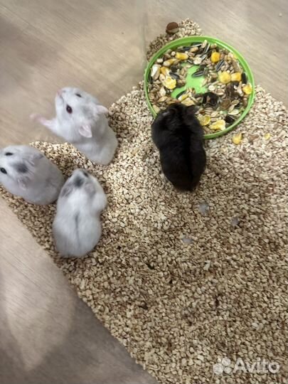 Джунгарский хомяк