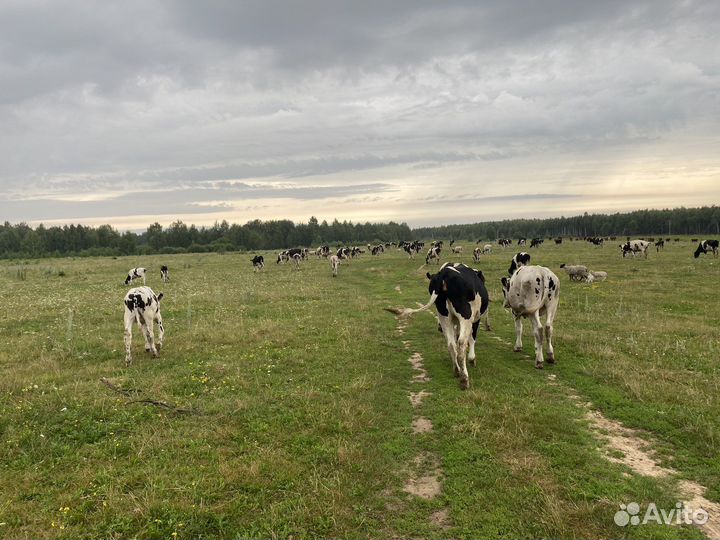 Телочки и телята