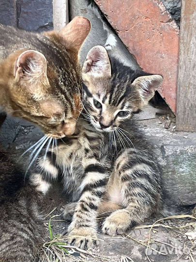 Кошка в дар бесплатно