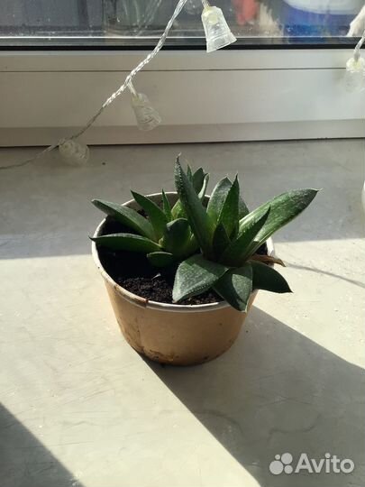 Комнатные растения цветы бесплатно