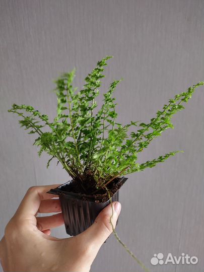 Папоротник нефролепис