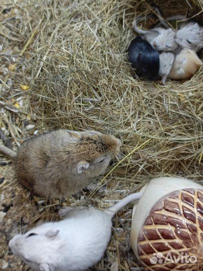 Монгольская песчанка