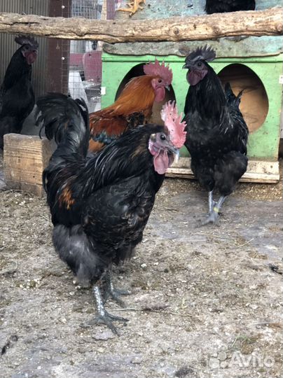 Молодые петухи