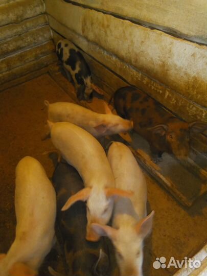 Поросята
