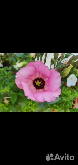 Рассада эустомы