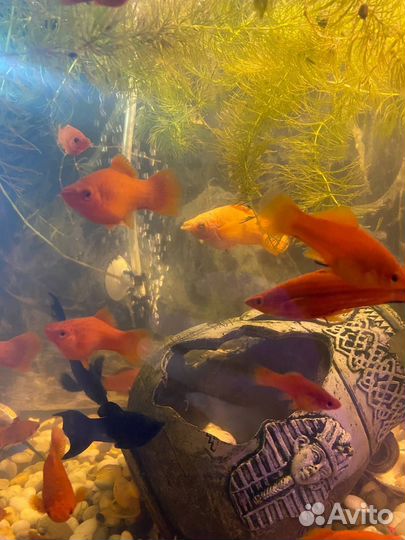 Меченосцы красные