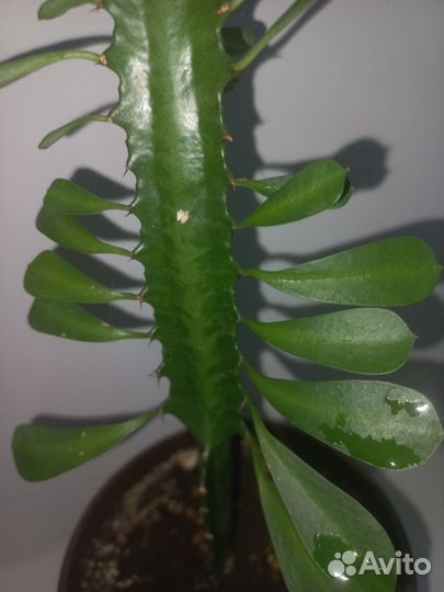 Кактус молочай