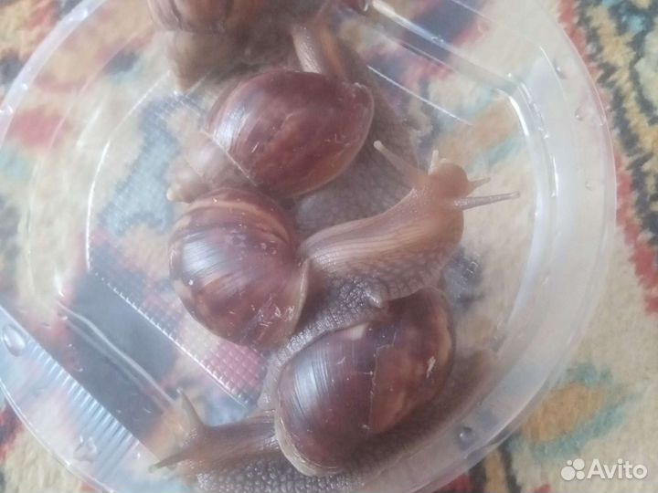 Улитки ахатины