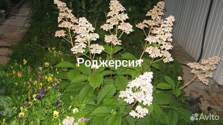 Анемона,калужница,роджерсия,мукдения,клопогон,бру
