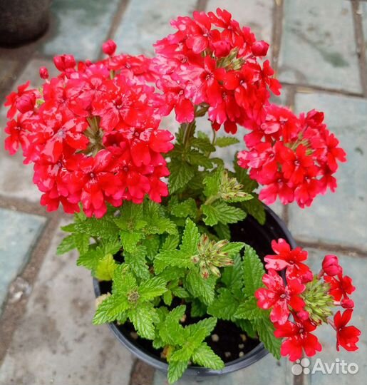 Вербены вегетативные