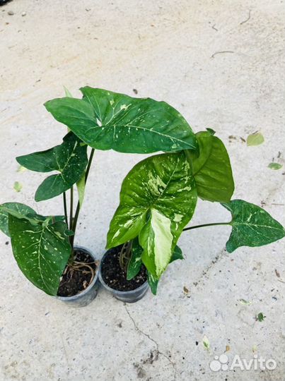 Сингониумы