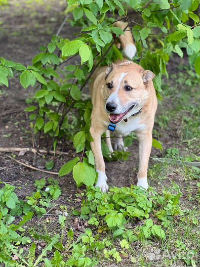 Собаки из приюта бесплатно
