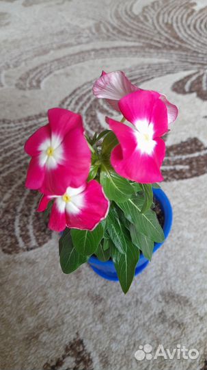 Катарантус