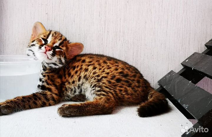 Алк лютик. азиатский леопардовый кот