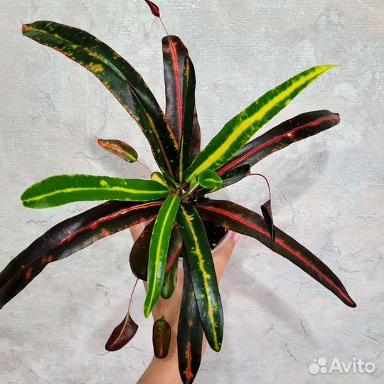 Кротоны сортовые