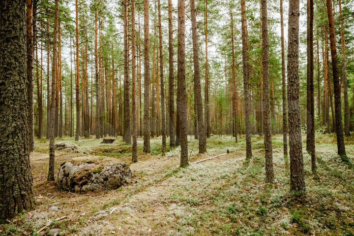 Участок 2 га (СНТ, ДНП)