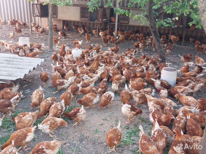 Куры несушки