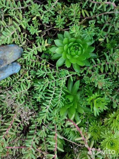 Почвопокровные растения суккуленты