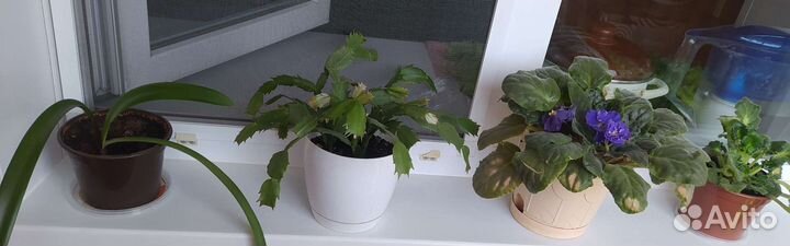 Комнатные растения