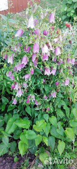 Колокольчик многолетний