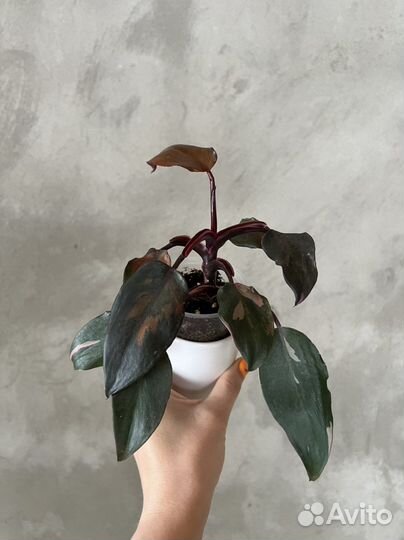 Филодендрон розовая принцесса