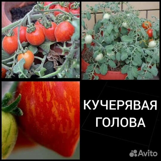 Комнатные помидоры