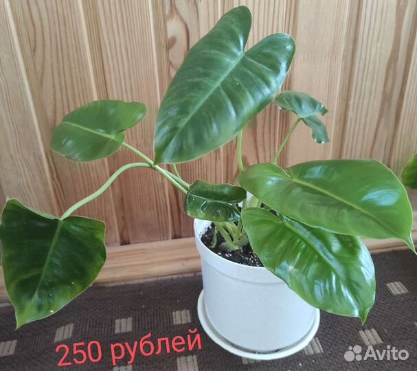 Филодендрон Бурле Маркс