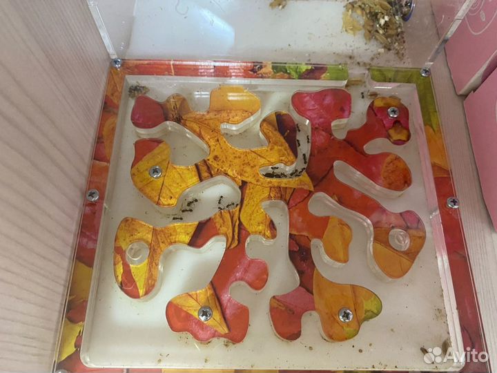 Муравьиная ферма