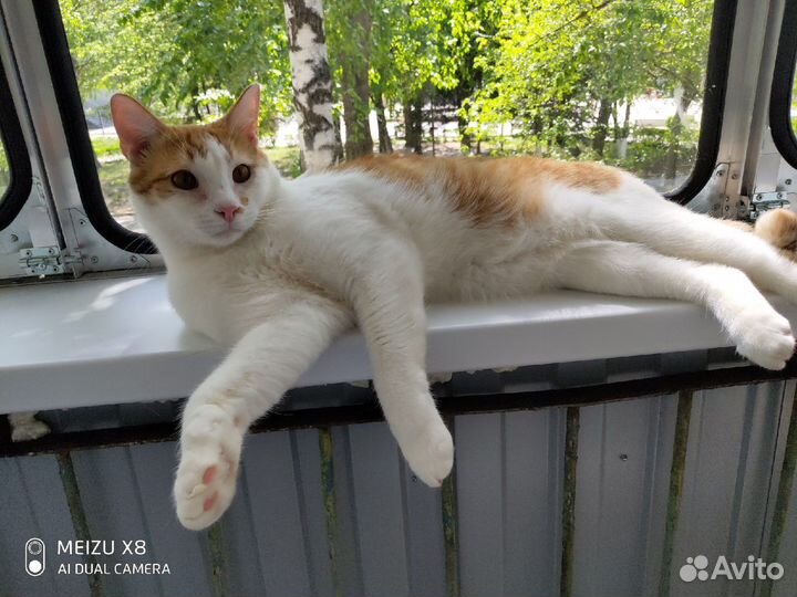 Котик Силантий