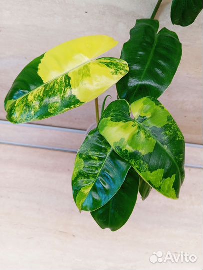 Филодендрон Бурле Макс вар